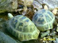 zoopa059.JPG