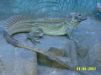 zoopa060.JPG