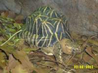 zoopa065.JPG