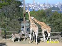 zoopa078.JPG