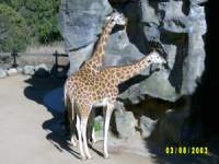 zoopa081.JPG
