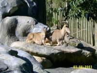 zoopa104.JPG