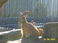 zoopa108.JPG