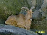 zoopa111.JPG