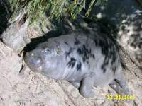 zoopa120.JPG