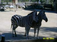 zoopa121.JPG