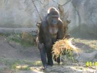 zoopa144.JPG