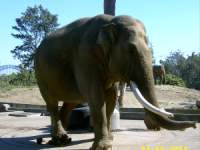 zoopa167.JPG