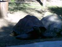 zoopa233.JPG