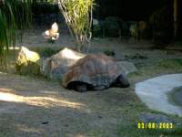 zoopa234.JPG