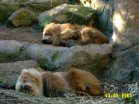 zoopa236.JPG
