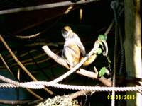 zoopa250.JPG