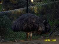 zoopa255.JPG